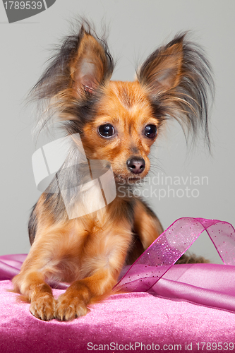 Image of Russian long-haired toy terrier on pink pillow