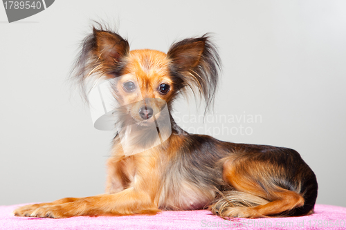 Image of Russian long-haired toy terrier on pink pillow