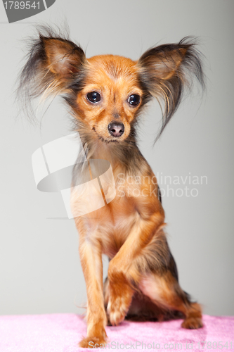 Image of Russian long-haired toy terrier on pink pillow