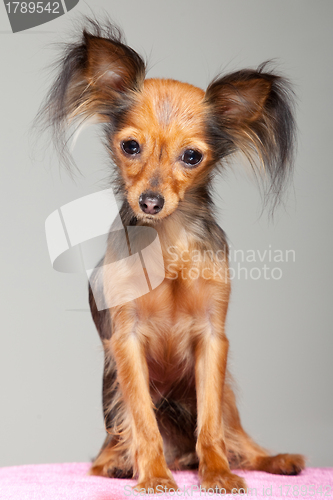 Image of Russian long-haired toy terrier on pink pillow