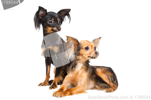 Image of Two Russian toy terriers isolated on a white