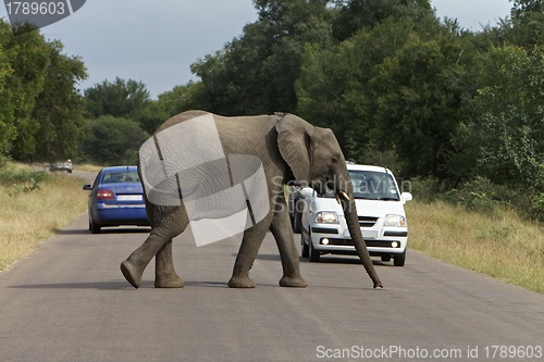 Image of Afircan Elephant