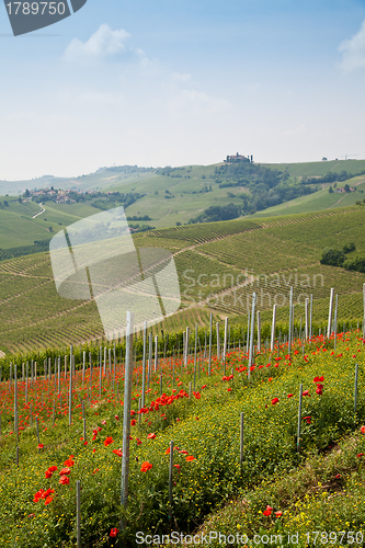 Image of Tuscany vineyard