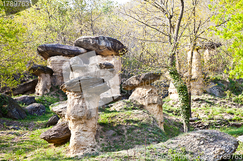 Image of Imaginative forest landscape