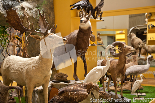 Image of Nature Museum interior