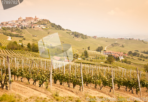 Image of Tuscany vineyard