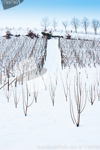 Image of Tuscany: wineyard in winter