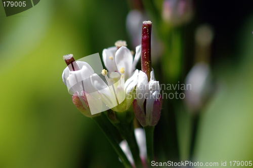 Image of Thale cress