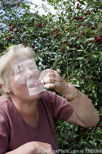 Image of  Elderly woman collects  berries