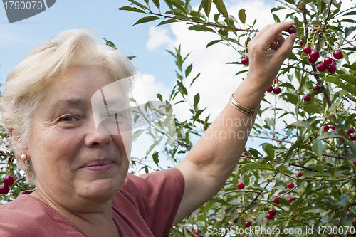 Image of  Elderly woman collects  berries