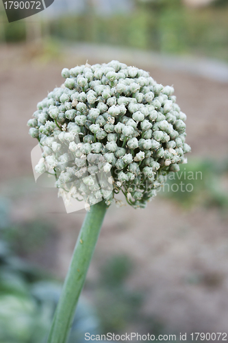 Image of The origin of onion seeds on the mother