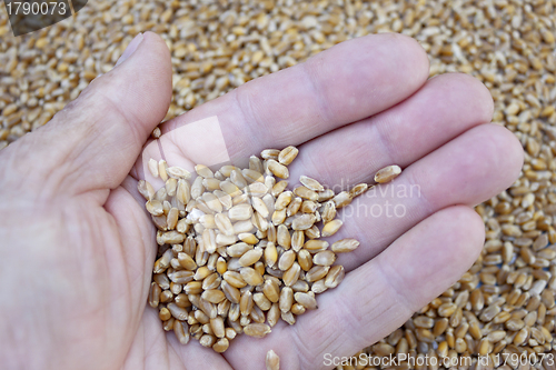 Image of Grains of wheat in her hand