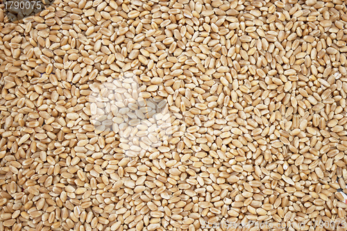 Image of Wheat grains