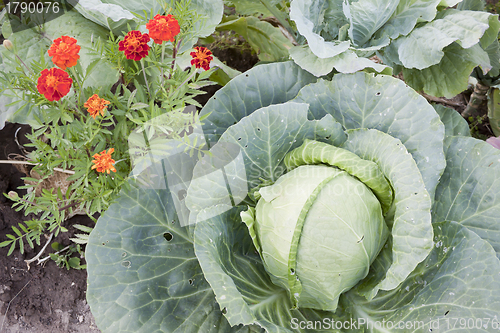 Image of  Together growing cabbage and flowers