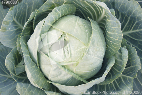 Image of A head of cabbage