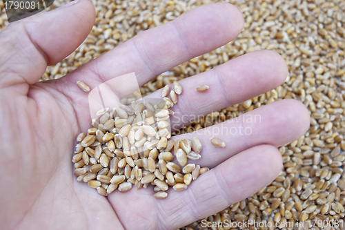 Image of Grains of wheat in her hand