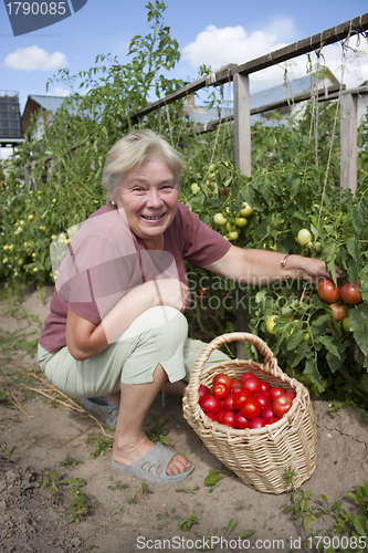 Image of Woman reaps a crop of tomatoes