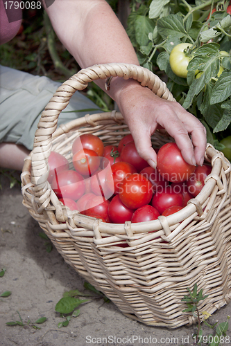 Image of Plentiful fructification of tomatoes