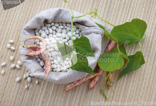 Image of Beans in  the sack