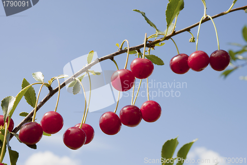 Image of  Branch of a cherry tree with berries