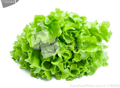 Image of Lettuce