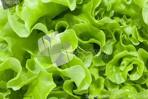 Image of Lettuce