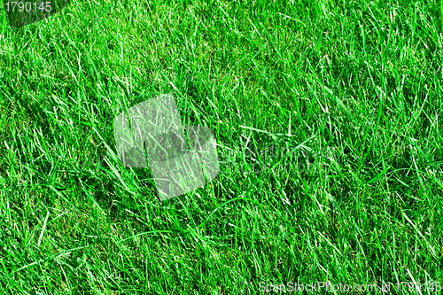 Image of Grass