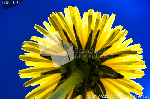 Image of Dandelion