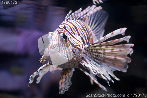 Image of  Lionfish