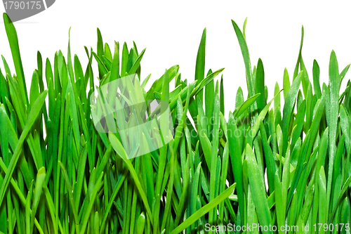 Image of Fresh green grass on white background