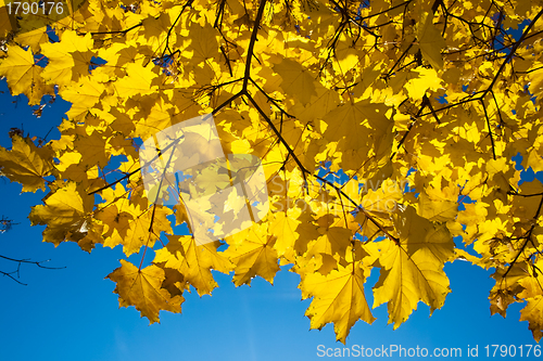 Image of golden maple