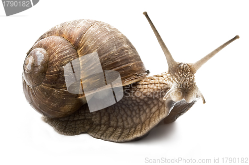 Image of Snail