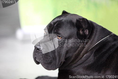 Image of black dog