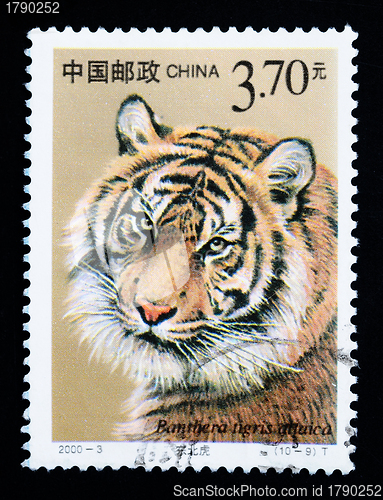 Image of CHINA - CIRCA 2000: A stamp printed in China shows Panthera tigris altaica, series, circa 2000 