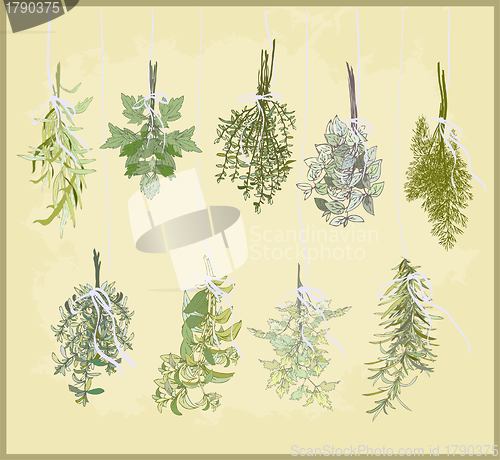 Image of Spicy herbs. Collection of fresh herbs. Illustration spicy herbs.