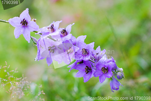 Image of Blossom - Delphinium flowers in a perennial garden