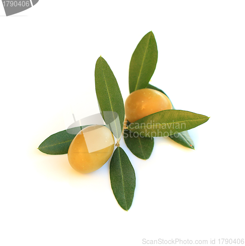 Image of Olive isolated on white background