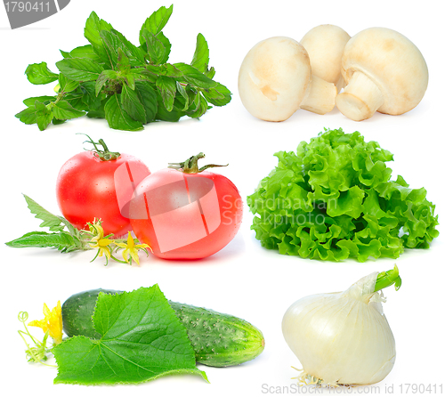 Image of Vegetable - tomato, mushroom, cucumber, basil, onion