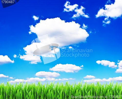 Image of Grass and sky