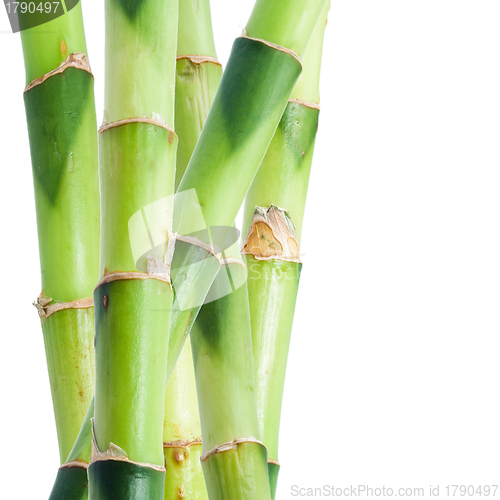 Image of Bamboo