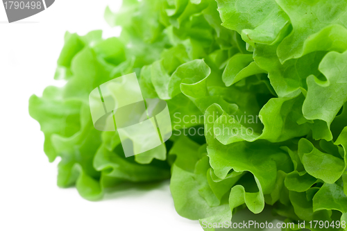 Image of Lettuce