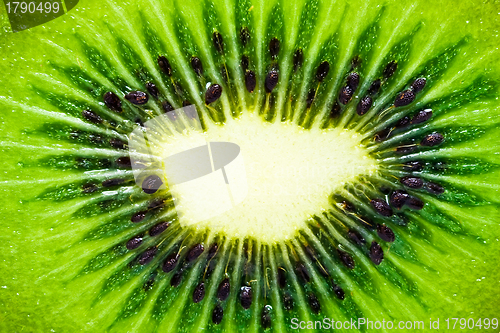 Image of Kiwi