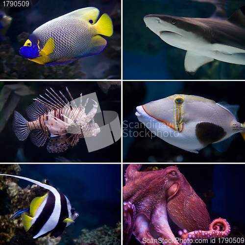 Image of Exotic fishes