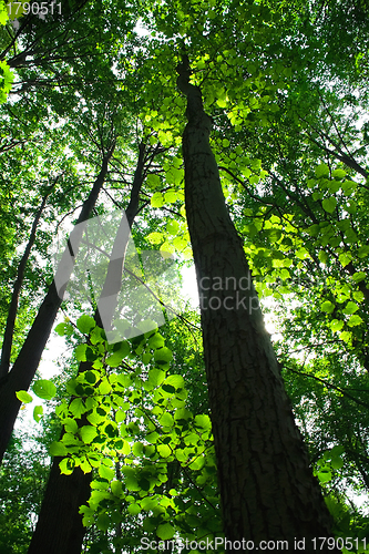 Image of Green summer forest