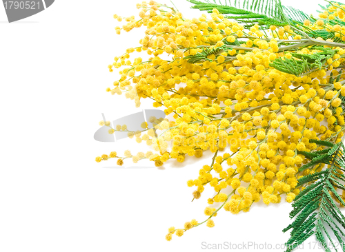 Image of Mimosa