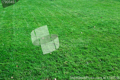 Image of Grass