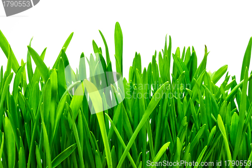 Image of green grass