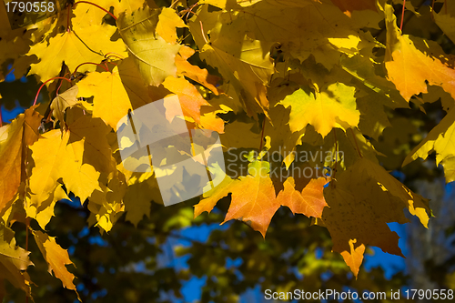 Image of Maple leaves in golden fall