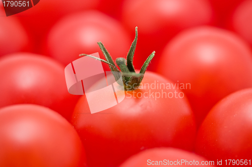 Image of Tomatoes
