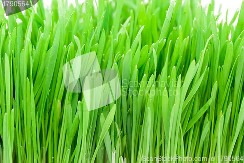 Image of Fresh green grass